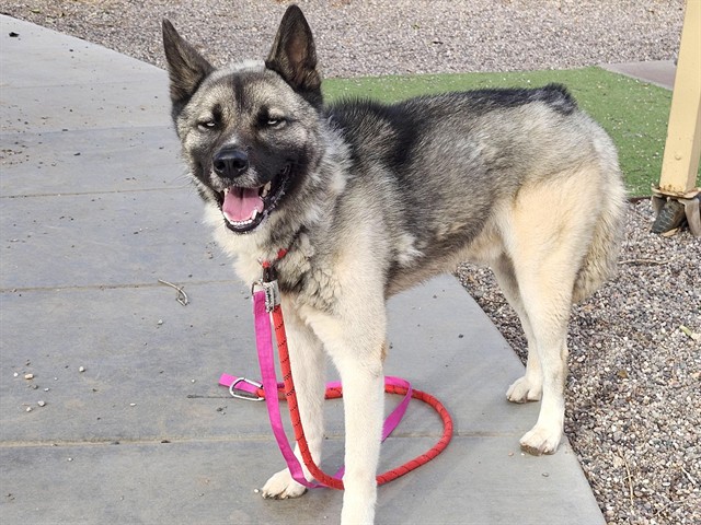 Adoptable pet photo
