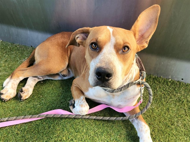 Adoptable pet photo