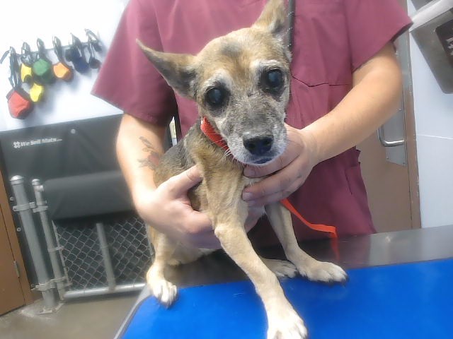 Adoptable pet photo