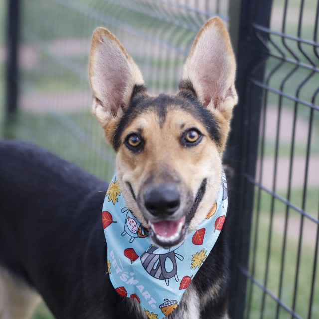Shepherd (mix breed) available for adoption