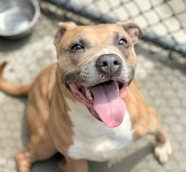 Buttercup, a Pit Bull Terrier (mix breed), available for adoption