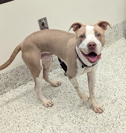 Cow, a Terrier (mix breed), available for adoption