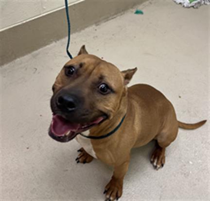 Palmer, a Black Mouth Cur (mix breed), available for adoption
