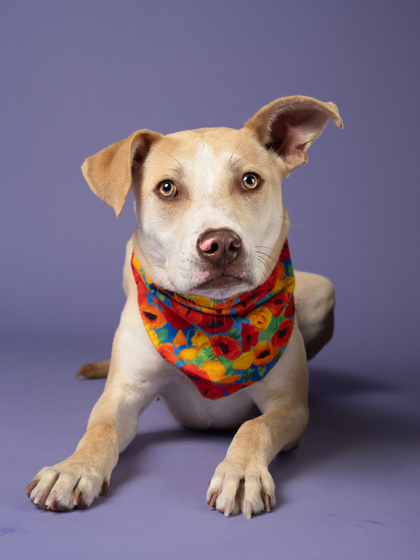 Avril Lavigne, a Terrier (mix breed), available for adoption