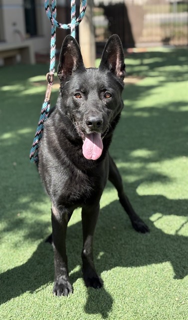 Mr Slate, a German Shepherd, available for adoption