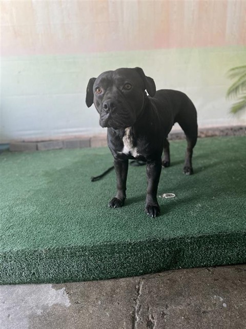 Baby, a Pit Bull Terrier, available for adoption