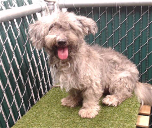 A5797211, a Poodle, available for adoption