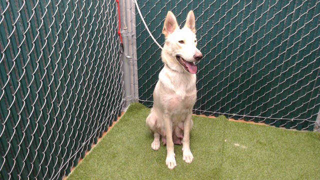 Coka, a Siberian Husky, available for adoption