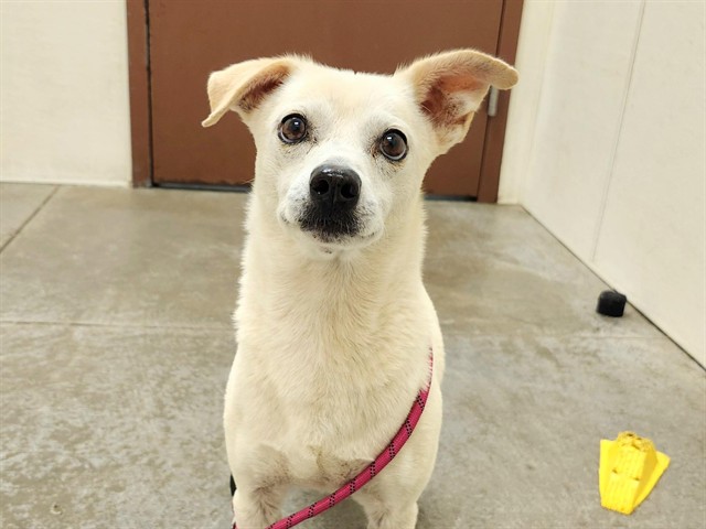 Chino, a Chihuahua (mix breed), available for adoption