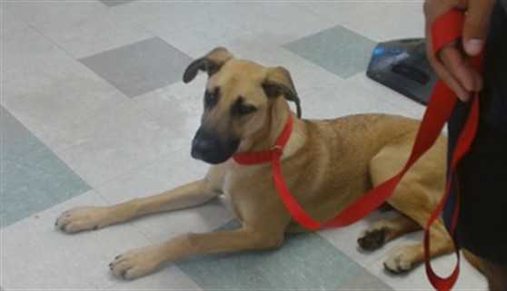 A479897, a German Shepherd, available for adoption