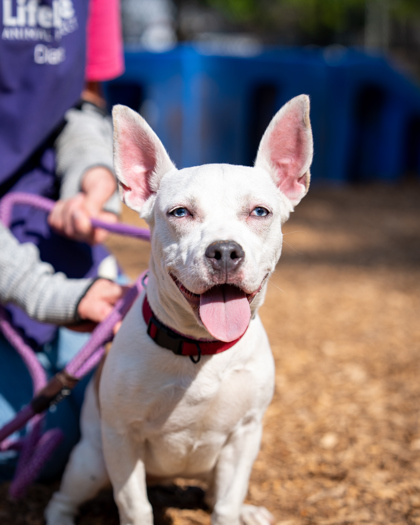 Giselle, a American Staffordshire Terrier (mix breed), available for adoption