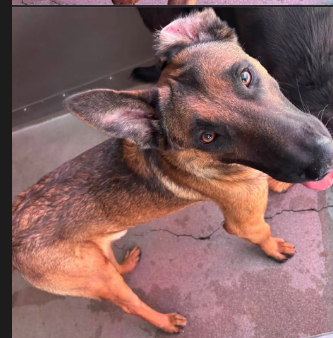Other Photos of thie Dog
