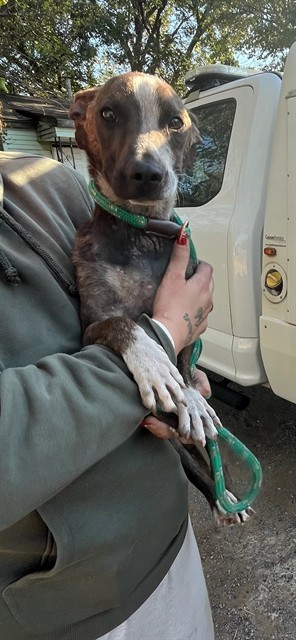 Frank, a Terrier (mix breed), available for adoption