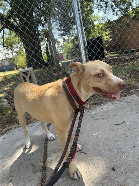 Bee, a Pit Bull Terrier (mix breed), available for adoption