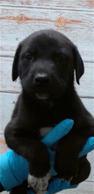 Auron, a Shepherd (mix breed), available for adoption