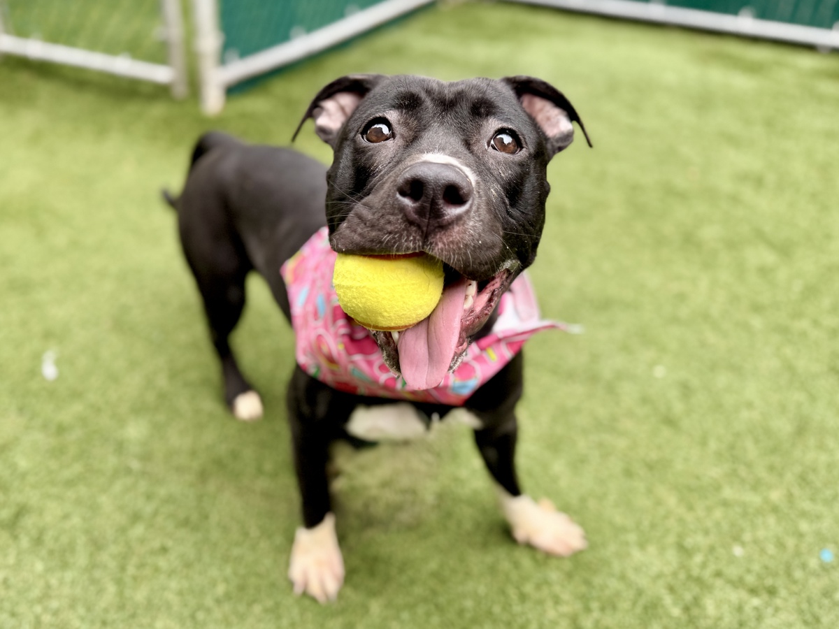 Charly, a Pit Bull Terrier, available for adoption