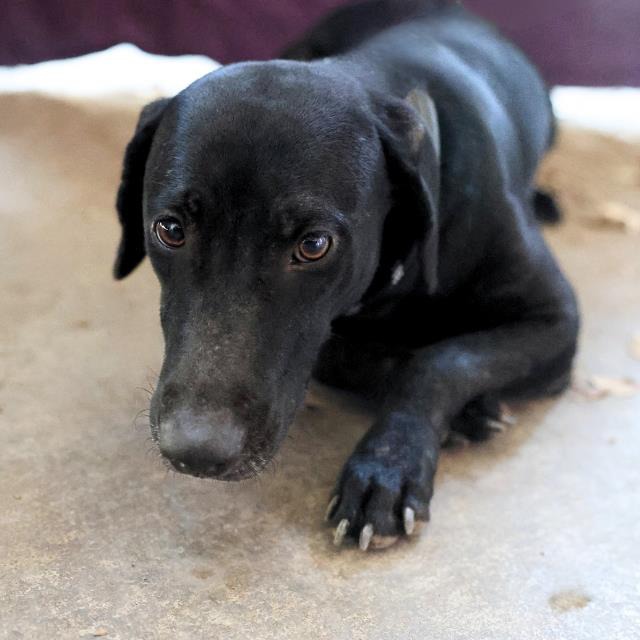 Jenny Plutonium, a American Staffordshire Terrier (mix breed), available for adoption