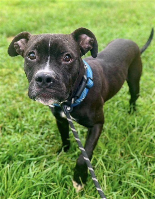 Palmer, a Pit Bull Terrier (mix breed), available for adoption