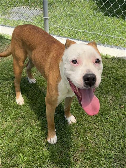 Kevin, a Pit Bull Terrier (mix breed), available for adoption