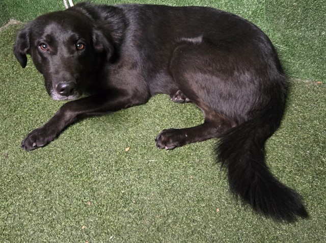 Sam, a Labrador Retriever, available for adoption