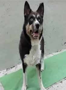 Other Photos of thie Dog