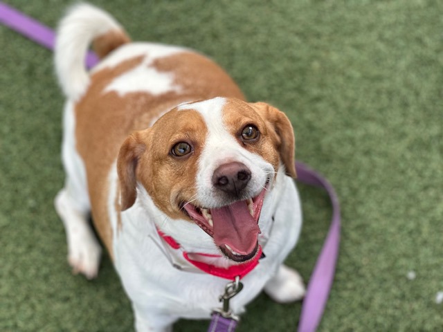 Cobby, a Jack Russell Terrier (mix breed), available for adoption