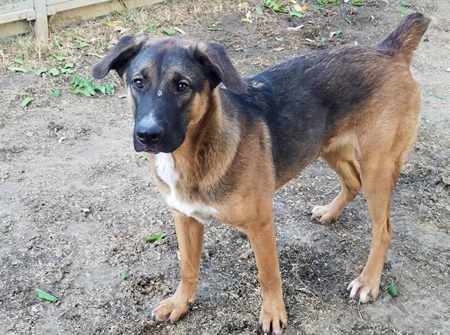 Prince, a German Shepherd, available for adoption