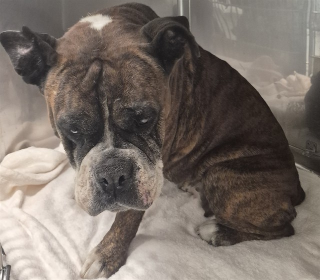 A5799636, a Boxer, available for adoption