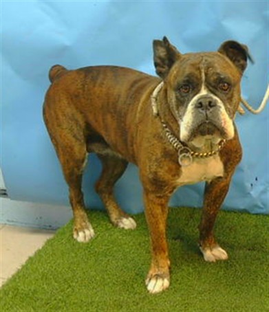 A5799636, a Boxer, available for adoption