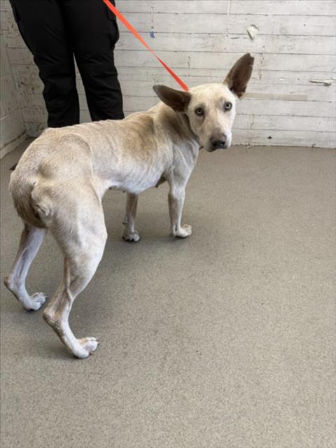 Adelina, a Belgian Shepherd Malinois (mix breed), available for adoption