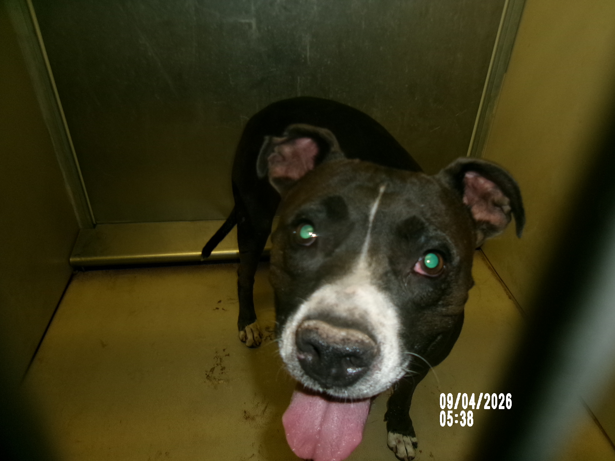 Choom, a Staffordshire Bull Terrier (mix breed), available for adoption