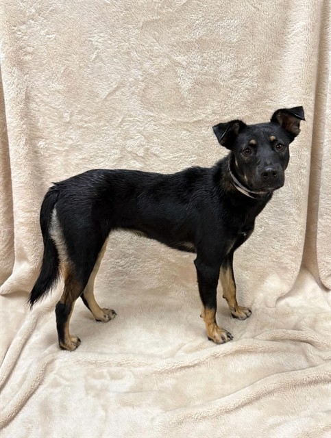 A5799436, a German Shepherd, available for adoption
