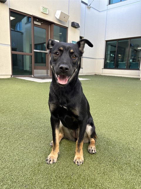 Gracie Lou, a German Shepherd, available for adoption