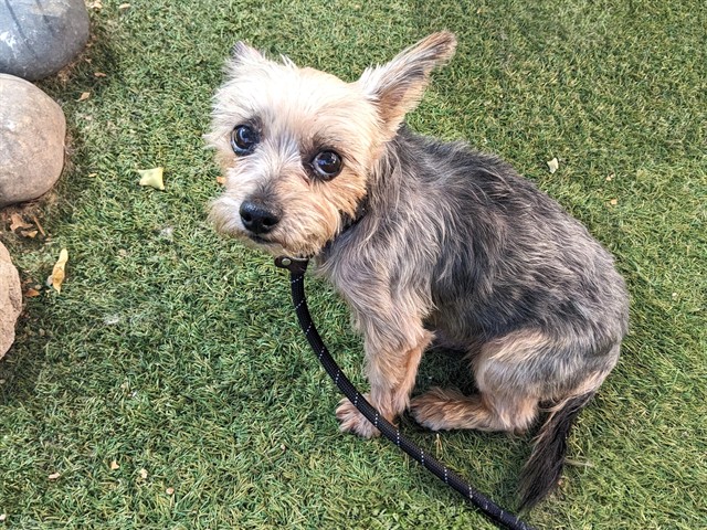 Albert, a Terrier (mix breed), available for adoption
