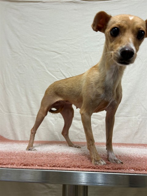 Coral, a Chihuahua, available for adoption
