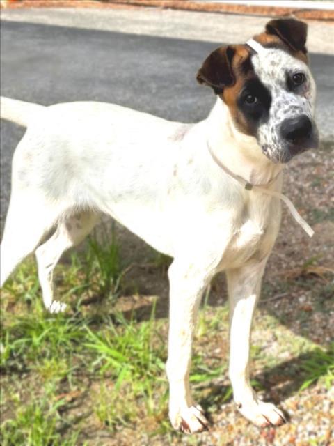 Brigitte, a American Staffordshire Terrier (mix breed), available for adoption
