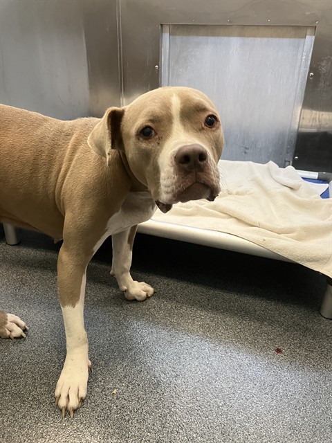 Mela, a Pit Bull Terrier (mix breed), available for adoption