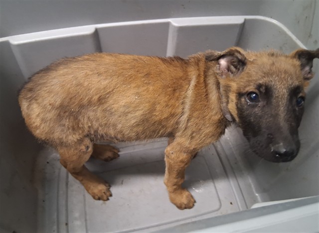 A5802095, a Belgian Shepherd Malinois, available for adoption