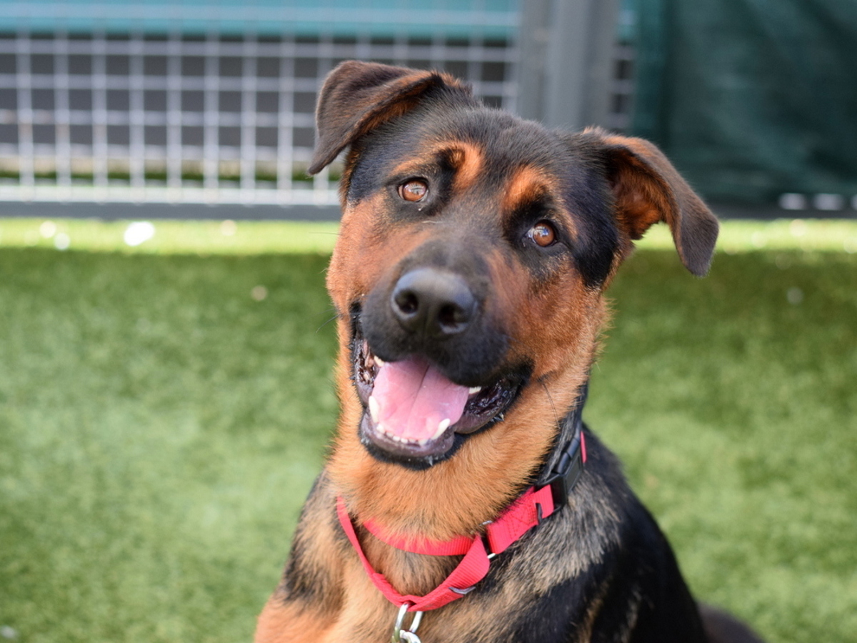 Didi, a Beauceron, available for adoption