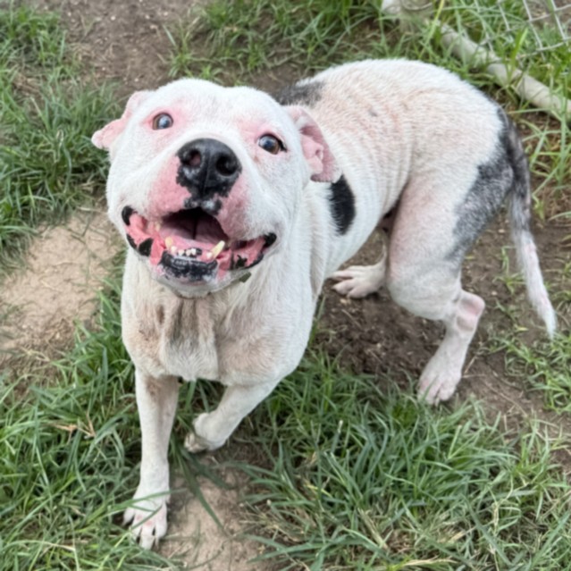 Snow, a Staffordshire Bull Terrier (mix breed), available for adoption