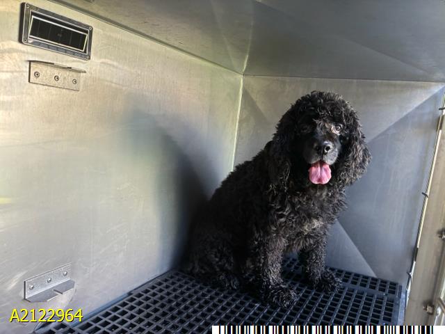 Lucky, a Poodle (mix breed), available for adoption