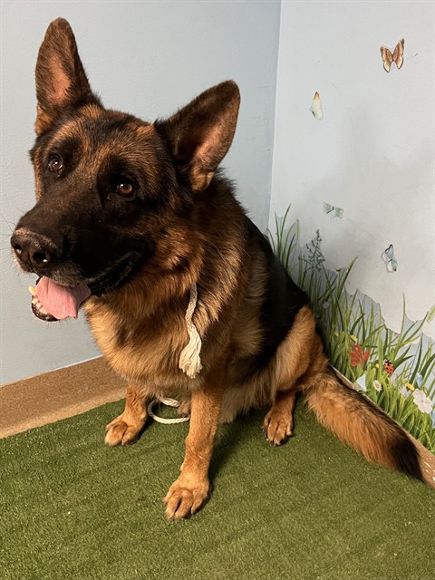 Kaiser, a German Shepherd, available for adoption
