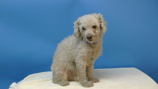 A5803281, a Poodle, available for adoption