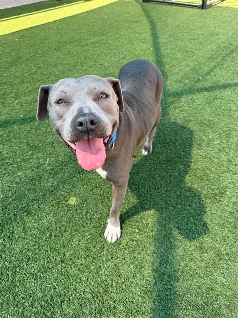 Harley, a Pit Bull Terrier (mix breed), available for adoption