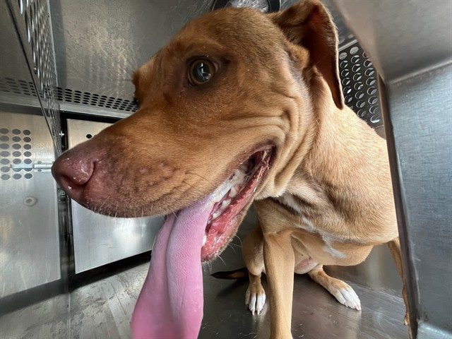 A481194, a Pit Bull Terrier, available for adoption
