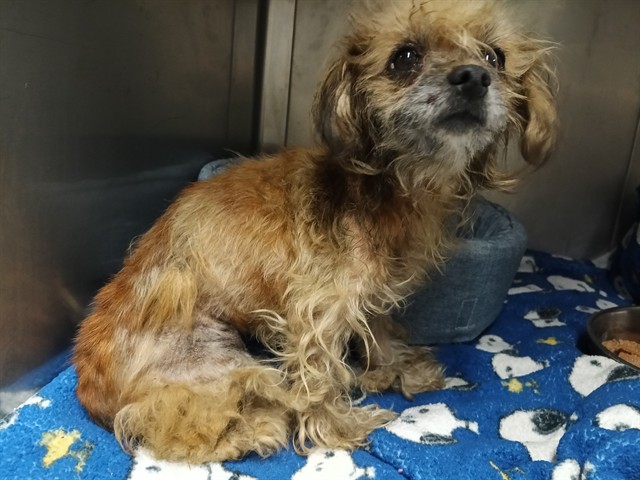 A5803826, a Terrier, available for adoption