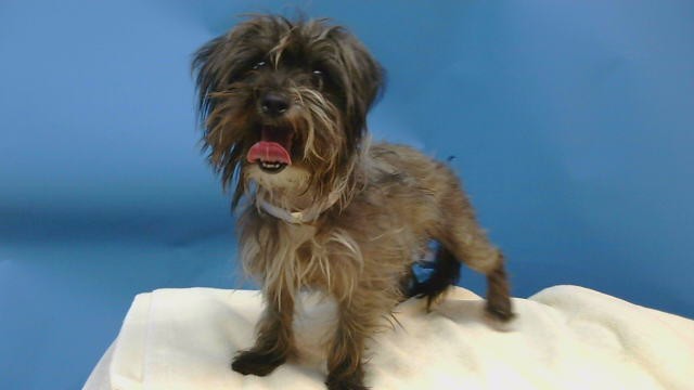 A5804075, a Terrier, available for adoption
