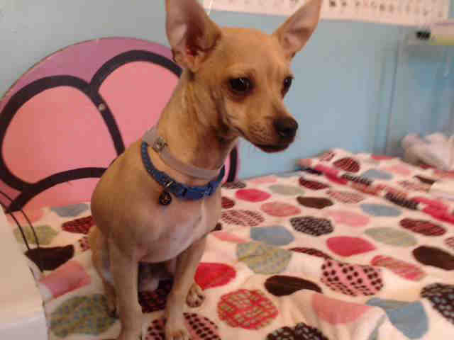 Tommy, a Chihuahua, available for adoption