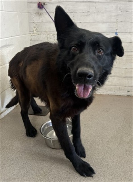 Orchid, a German Shepherd (mix breed), available for adoption