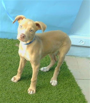 A5804292, a Bullmastiff, available for adoption